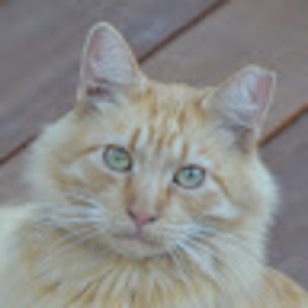 Meet your Posher, Rebecca